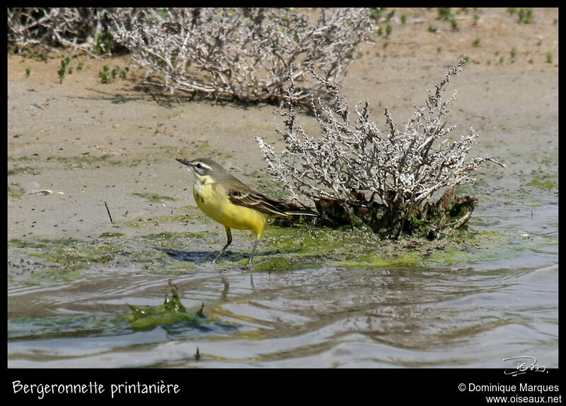 Western Yellow Wagtail male adult, identification