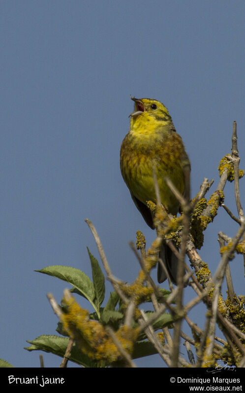 Yellowhammer male adult transition, song