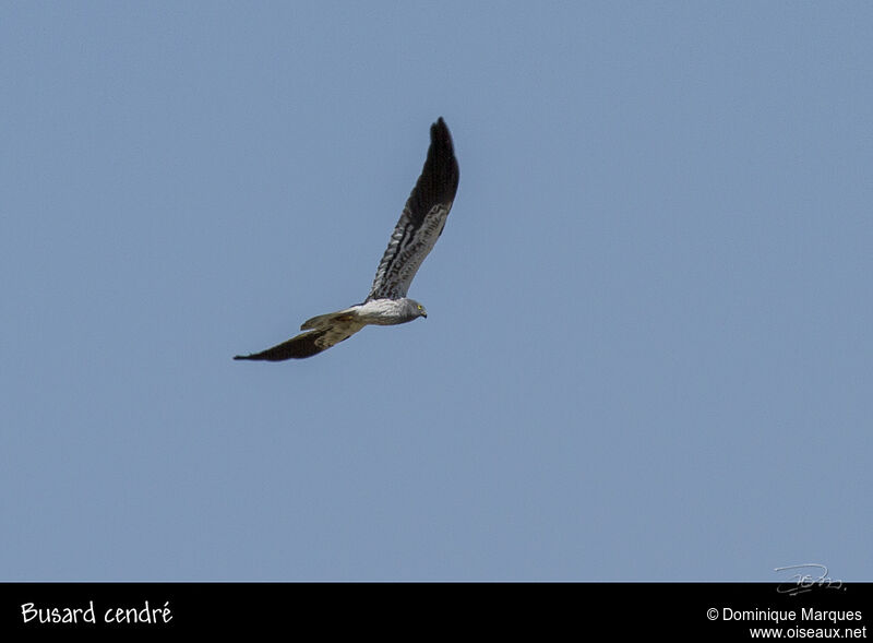 Montagu's Harrier male adult, Flight