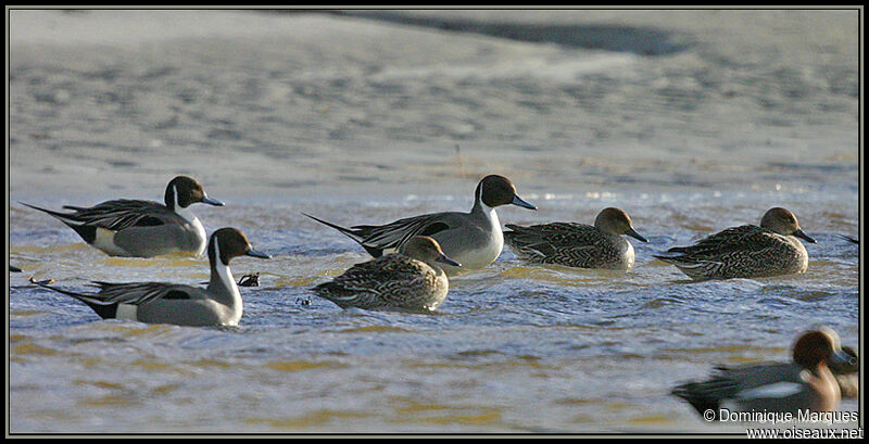 Northern Pintail adult, identification