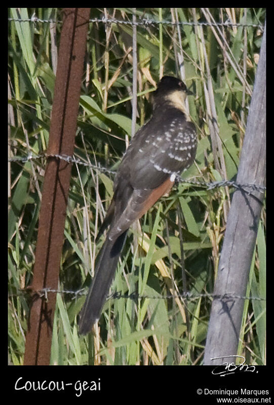 Great Spotted Cuckoojuvenile, identification