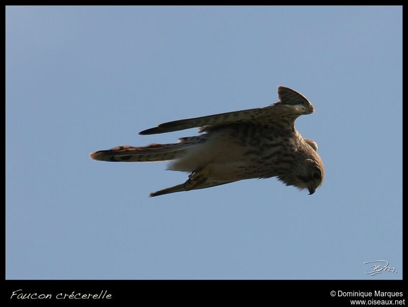 Common Kestrel female adult, Flight