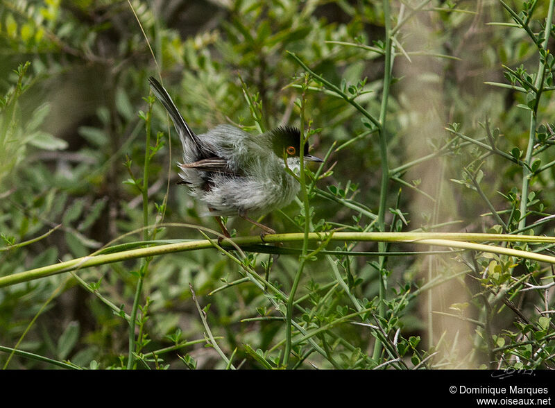 Sardinian Warbler male juvenile, identification