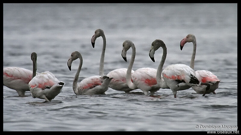 Greater FlamingoFirst year