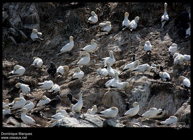 Northern Gannet, Reproduction-nesting