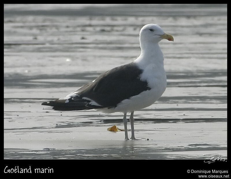 Great Black-backed Gull, identification
