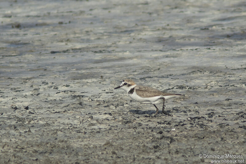 Kentish Plover male adult transition, identification