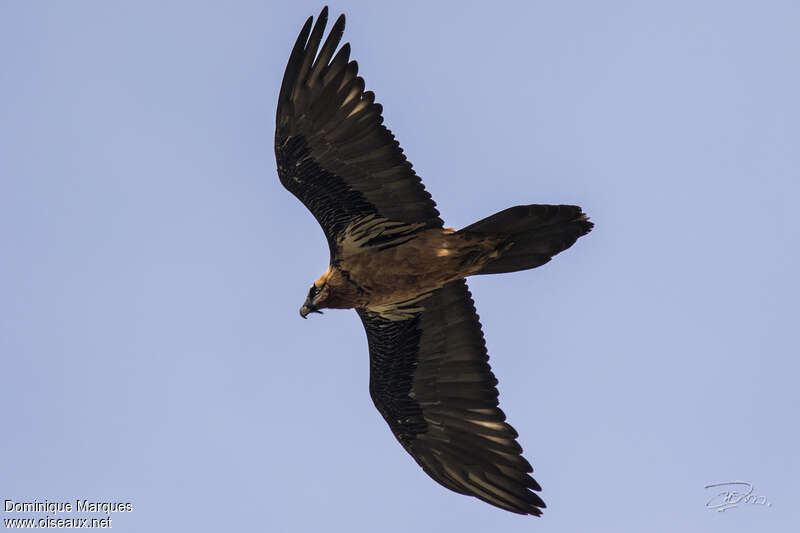 Bearded Vultureadult, Flight