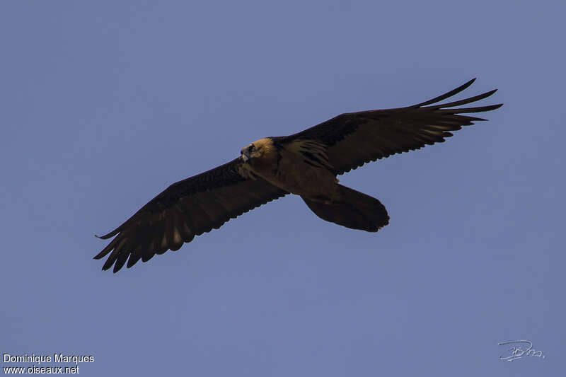 Bearded Vultureadult, Flight