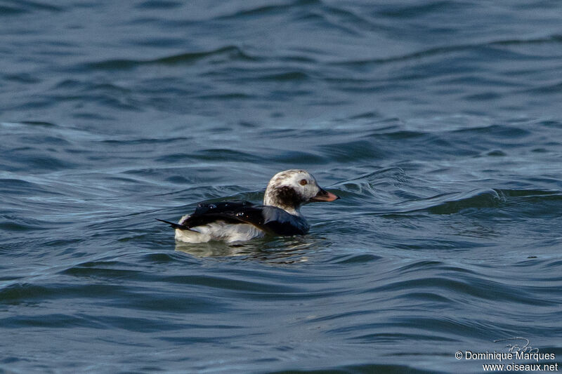 Long-tailed Duck male Second year, identification