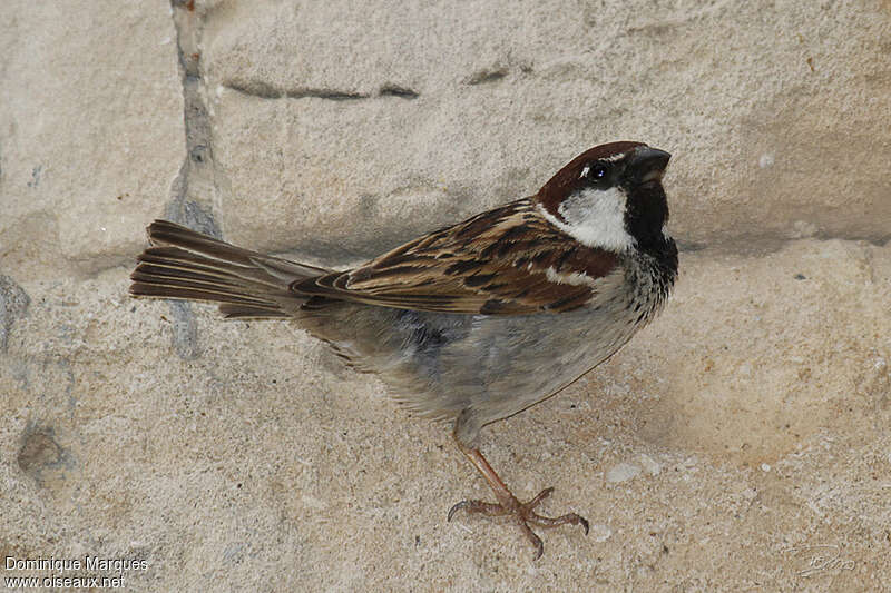 Italian Sparrow male adult breeding, pigmentation