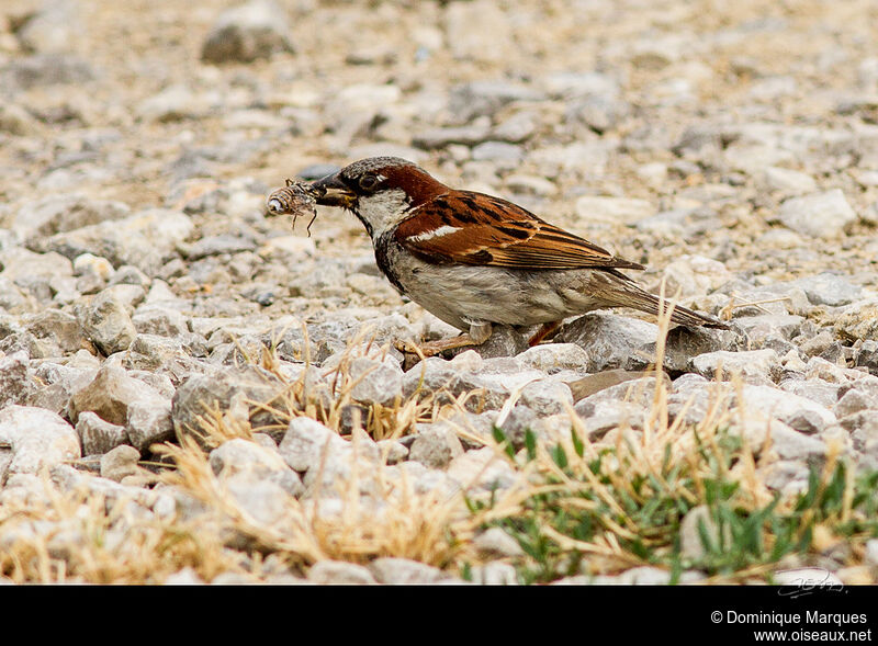 House Sparrow male adult, identification, feeding habits