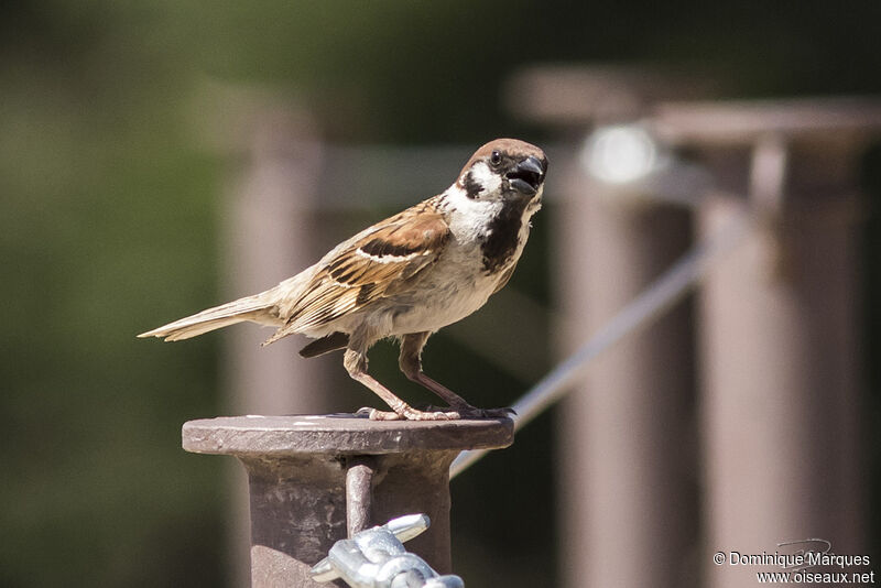Eurasian Tree Sparrow male adult breeding