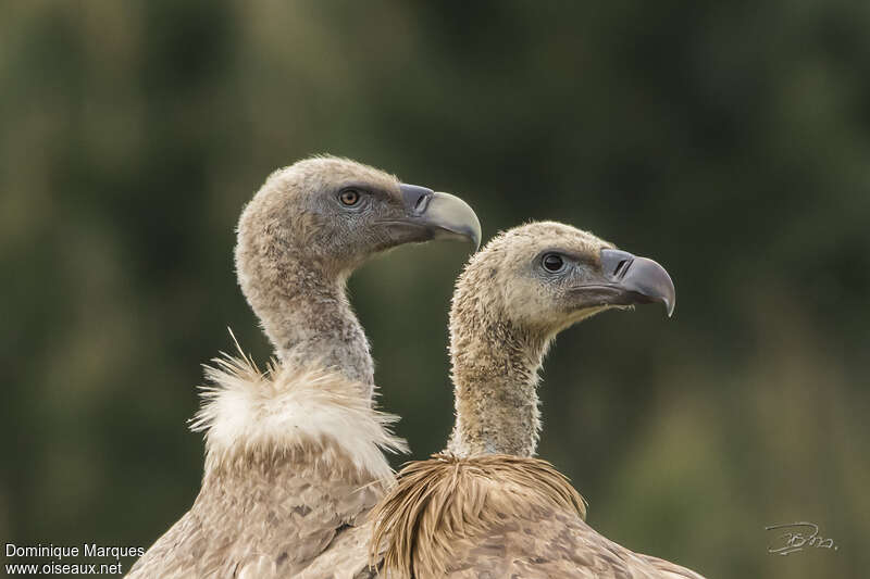 Griffon Vulture, pigmentation
