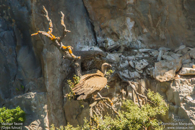 Griffon Vulture, identification, Reproduction-nesting