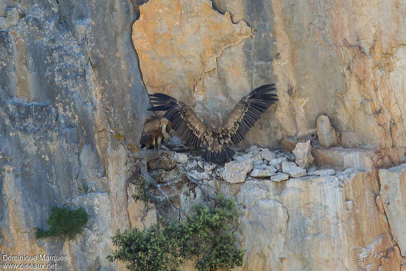 Griffon Vultureadult, habitat, Reproduction-nesting